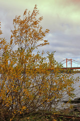 Arkhangelsk. Autumn day on the Bank of the Northern Dvina river opposite Solombala. Golden autumn leaves on eve. View of the cable-stayed bridge across the river kuznechiha.