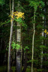 Obraz premium Autumn Circa
