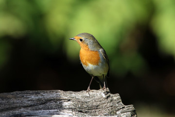 Sich reckendes Rotkehlchen