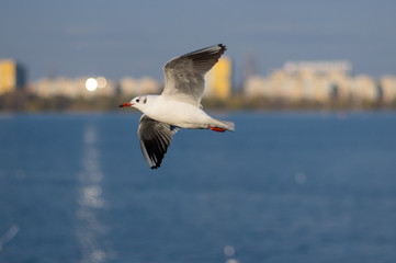 Graceful gull flying over autumnal Dnipro river in the same name city, Ukraine