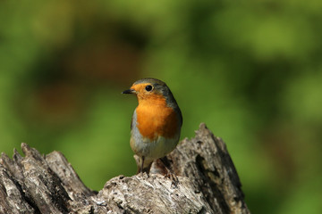 Portrait eines Rotkehlchens
