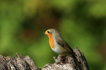 Rotkehlchen im Profil
