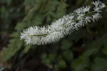 サラシナショウマ　 Actaea simplex