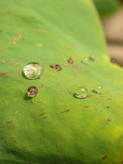 Natural water drops on green lotus leaf in background.