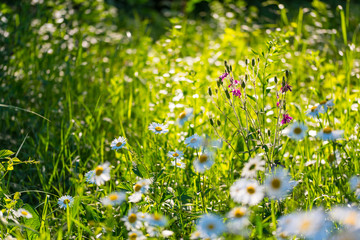 Obraz premium Flowers field of camomiles in garden in sunny day, wallpaper background. White chamomile field.