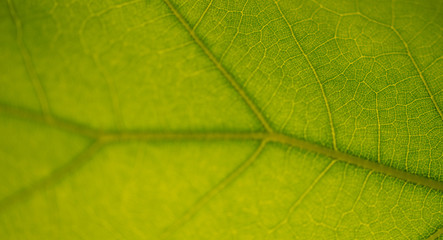 Abstract green leaf or foliage background