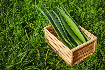 Crate with aloe vera leaves on green grass
