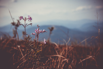 Flower close-up. Mountains and clouds in the background. Moody rustic background.  Summer in the mountains. Copy space