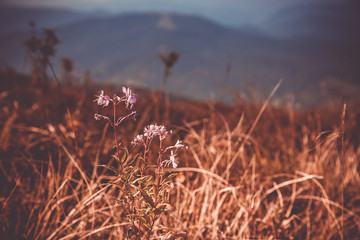 Flower close-up. Mountains and clouds in the background. Moody rustic background.  Summer in the mountains. Copy space