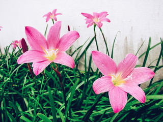 Fresh Rain lily flower and water drop blooming at the garden with sun light shiny day in summer and spring.