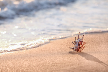 Sea shell on sandy beach