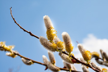 初春に咲くネコヤナギの花穂と青空