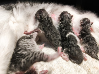 New born baby kittens drinking milk from their mom cat fluffy breast.