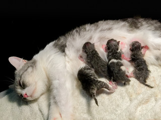 Mother fluffy cat pregnant give birth and new born baby kittens drinking milk from their mom breast.