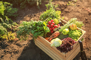 Wooden box with different vegetables in field