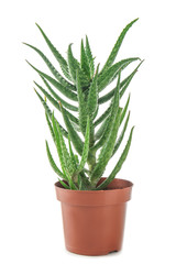 Flowerpot with Aloe vera on white background