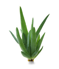 Fresh aloe vera on white background