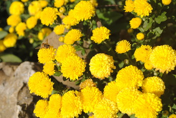 yellow and flowers