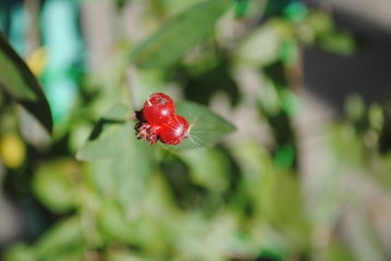 ladybug on a green leaf