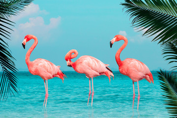 Vintage and retro collage photo of  flamingos standing in clear blue sea with sunny sky with cloud and green coconut tree leaves in foreground.