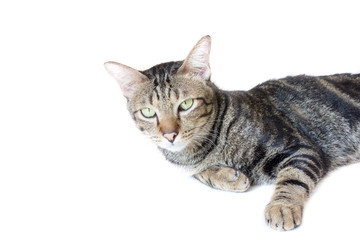 Naklejka na ściany i meble Thai american shorthair bobtail cat sitting and staring at stranger.