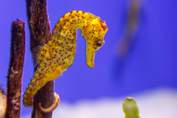 Caballito de mar amarillo II