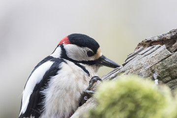 Buntspecht auf Nahrungssuche