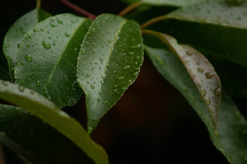 green leaf with water drops