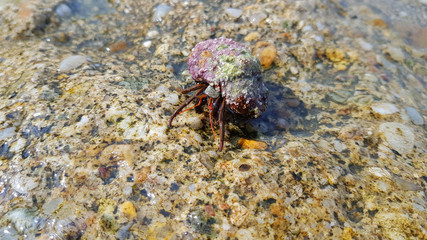Sea crab in a shell on a stone