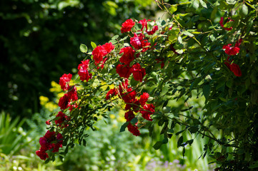 Rose rosse nel giardino