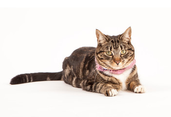 Tabby cat laying in sphinx position