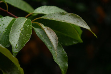 green leaf with water drops