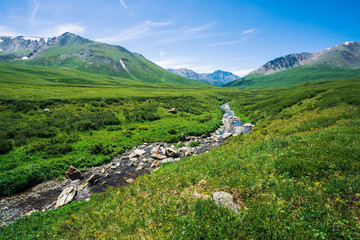 Fototapeta na wymiar Mountain creek in green valley among rich vegetation of highland in sunny day. Fast water flow from glacier under blue clear sky. Giant mountains with snow. Vivid landscape of majestic Altai nature.