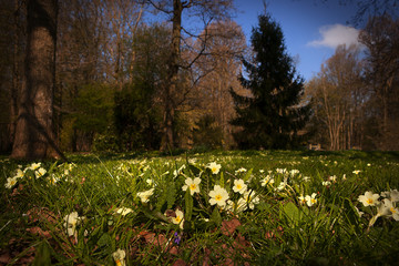 Carpet of primroses on edge of woodland