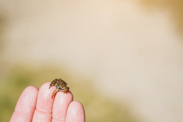 Piccola rana tenuta in mano. Anfibio. Rettile.