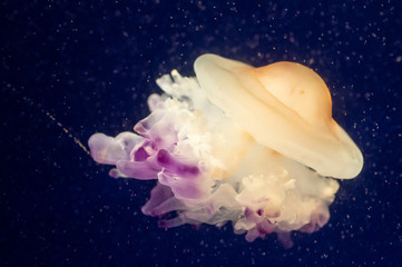 jellyfish