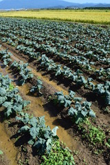 ブロッコリー畑