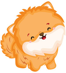 a happy and adorable corgi pure breed dog 