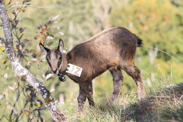 Chamois marqué