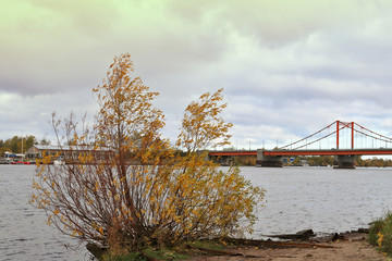 Arkhangelsk. Autumn day on the Bank of the Northern Dvina river opposite Solombala. Golden autumn leaves on eve. View of the cable-stayed bridge across the river kuznechiha.