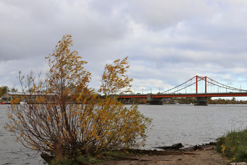 Arkhangelsk. Autumn day on the Bank of the Northern Dvina river opposite Solombala. Golden autumn leaves on eve. View of the cable-stayed bridge across the river kuznechiha.