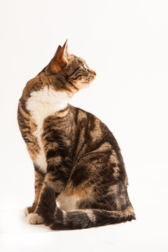 Beautifull Tabby And White Cat Sitting Upright And Looking Behind