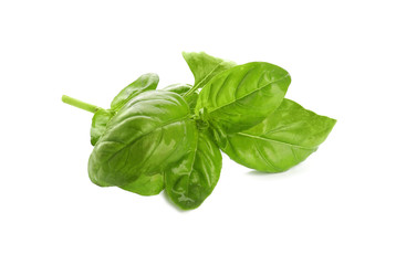 Fresh aromatic green basil on white background
