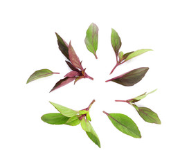Fresh aromatic basil leaves on white background