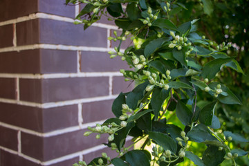 Jasmine blossom. Spring flowers blossom. Selective focus.