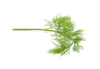 Fresh aromatic dill on white background