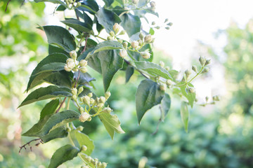 Jasmine blossom. Spring flowers blossom. Selective focus.