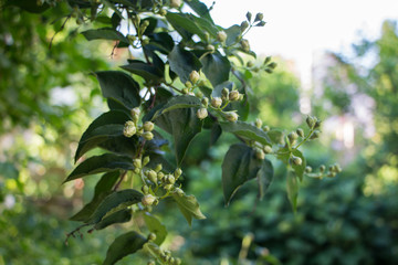 Jasmine blossom. Spring flowers blossom. Selective focus.