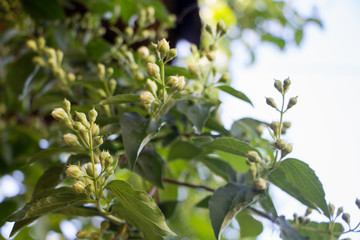 Jasmine blossom. Spring flowers blossom. Selective focus.