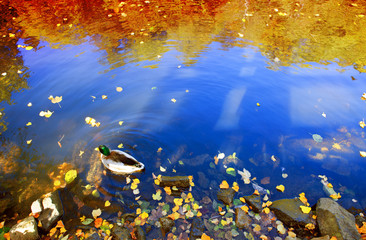 Fototapeta na wymiar Autumn landscape with wald lake and wild ducks.